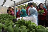 PKK Sulsel mengapresiasi teknologi pertanian tingkatkan ekspor di Soppeng