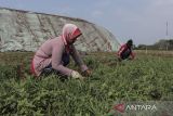 Pekerja melakukan perawatan rumput di area pembangunan ruang terbuka hijau di Cilaku, Kabupaten Cianjur, Jawa Barat, Senin (6/11/2023). Pembangunan ruang terbuka hijau di lahan bekas TPA Pasir Sembung seluas tujuh hektare itu ditargetkan selesai pada akhir 2023 untuk ruang publik masyarakat Cianjur. ANTARA FOTO/Henry Purba/agr