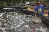 Pekerja merawat ikan nila air tawar sistem bioflok di Desa Sukajadi, Kabupaten Ciamis, Jawa Barat, Selasa (7/11/2023). Budi daya ikan nila tawar tersebut menghasilkan enam ton dari 12.500 benih ikan dalam 30 kolam dengan omset yang didapat mencapai Rp18 juta per dua pekan. ANTARA FOTO/Adeng Bustomi/agr