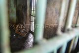 Seekor harimau sumatra (Panthera tigris sumatrae) berada di dalam kandang di Medan Zoo, Sumatera Utara, Senin (6/11/2023). Kebun binatang yang dibangun tahun 1952 dan memiliki luas 30 hektare tersebut kini kondisinya terbengkalai dengan koleksi hewan yang semakin berkurang. ANTARA FOTO/Fransisco Carolio/tom. 