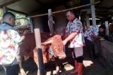 Kesehatan reproduksi sapi di Kudus pasca PMK terganggu