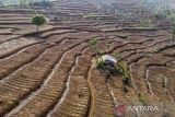 Foto udara kondisi alih fungsi lahan yang ditanami jagung milik Pemerintah Desa di Kadipaten, Kabupaten Tasikmalaya, Jawa Barat, Rabu (8/11/2023). Dinas Kehutanan Provinsi Jawa Barat mencatat lahan kritis di Jawa Barat seluas 911.192 hektare diantaranya lahan milik warga dan kawasan hutan, dengan laju kerusakan hutan seluas 23.341 - 33.951 hektare per tahun. ANTARA FOTO/Adeng Bustomi/agr