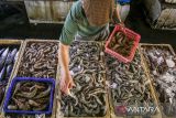 Pedagang memilah udang di tempat pelelangan ikan Palabuhan Ratu, Kabupaten Sukabumi, Jawa Barat, Jumat (10/11/2023). Kementerian Kelautan dan Perikanan mencatat ekspor udang dari Januari - April 2023 mencapai USD 567 juta atau Rp 8,47 triliun dan telah berkontribusi signifikan sebesar 32,5 persen dari total ekspor produk perikanan Indonesia. ANTARA FOTO/Henry Purba/agr