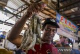 Pedagang menunjukan udang di tempat pelelangan ikan Palabuhan Ratu, Kabupaten Sukabumi, Jawa Barat, Jumat (10/11/2023). Kementerian Kelautan dan Perikanan mencatat ekspor udang dari Januari - April 2023 mencapai USD 567 juta atau Rp 8,47 triliun dan telah berkontribusi signifikan sebesar 32,5 persen dari total ekspor produk perikanan Indonesia. ANTARA FOTO/Henry Purba/agr