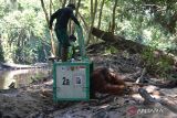 BKSDA Kaltim lepasliarkan empat orang utan ke Hutan Kehje