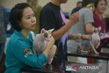 Peserta menghadirkan kucingnya ke meja juri untuk penilaian saat berlangsung  Kontes Internasional Kucing (International Cat Show) di Banda Aceh, Aceh, Sabtu (11/11/2023). International Cat Show yang berlangsung hingga 12 November 2023 itu  diikuti sekitar seratusan kucing berbagai ras  dan juga mengelar sosialisasi undang-undang kekerasan terhadap hewan kepada peserta. ANTARA FOTO/Ampelsa.