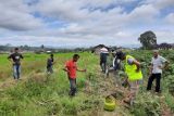 410,8 hektare lahan padi di Agam diserang hama tanaman