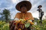 Pemprov Sulteng: Petani pertahankan produksi cabai meski ada El Nino