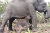 Seekor anak gajah lahir di Taman Nasional Way Kambas Lampung