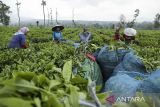 Pekerja memetik daun teh di Warungkondang, Kabupaten Cianjur, Jawa Barat, Selasa (14/11/2023). Bank Indonesia perwakilan Jawa Barat menyebutkan Indonesia merupakan negara produsen teh terbesar kedelapan di dunia atau kedua di Asia Tenggara dengan nilai produksi mencapai 148 ribu ton per tahun dan sekitar 70 persen pasokan teh itu berasal dari Jawa Barat. ANTARA FOTO/Henry Purba/agr