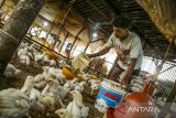 Pekerja memberikan pakan ayam broiler di Sukanagara, Kabupaten Cianjur, Jawa Barat, Kamis (16/11/2023). Kementerian pertanian menyebutkan produksi daging ayam ras hingga akhir desember 2023 diperkirakan mencapai 3,7 ton dengan jumlah kebutuhan mencapai 3,5 ton sehingga terdapat potensi surplus sebesar 375.131 ton atau sekitar 10,70 persen dari total potensi produk nasional. ANTARA FOTO/Henry Purba/agr