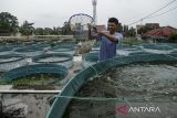 Pekerja menangkap ikan nila di Balai Besar Perikanan Budidaya Air Tawar, Sukabumi, Jawa Barat, Rabu (15/11/2023). Kementerian Kelautan dan Perikanan memberikan dukungan benih, induk ikan bermutu, pakan ikan mandiri, teknologi dan pelaksanaan sertifikasi bagi pembudidaya ikan nila guna mendukung peningkatan produksinya sebagai salah satu komoditas utama perikanan budi daya. ANTARA FOTO/Henry Purba/agr