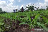 Petani di Sampit siap pasok jagung untuk perayaan tahun baru