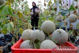 Panen melon di Temanggung