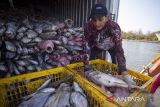 Nelayan mengumpulkan ikan untuk dilelang di pelabuhan pendaratan ikan Karangsong, Indramayu, Jawa Barat, Senin (20/11/2023). Kementerian Kelautan dan Perikanan (KKP) mencatat hingga triwulan III atau Januari-September 2023 ekspor produk perikanan Indonesia mencapai 4,1 miliar dolar AS atau setara Rp 64,3 triliun. ANTARA FOTO/Dedhez Anggara/agr
