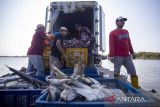 Nelayan mengumpulkan ikan untuk dilelang di pelabuhan pendaratan ikan Karangsong, Indramayu, Jawa Barat, Senin (20/11/2023). Kementerian Kelautan dan Perikanan (KKP) mencatat hingga triwulan III atau Januari-September 2023 ekspor produk perikanan Indonesia mencapai 4,1 miliar dolar AS atau setara Rp 64,3 triliun. ANTARA FOTO/Dedhez Anggara/agr
