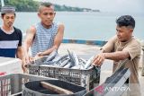 forikan Sulteng-Pemprov sinergi tingkatkan konsumsi warga atas ikan