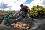 Babinsa budidayakan ikan nilai di danau