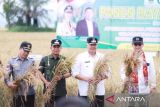 Pemkot Solok manfaatkan teknologi dukung kembangkan komoditas beras