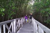 Taman wisata mangrove, Tongke-Tongke, idola turis
