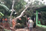 BPBD Sleman mengimbau masyarakat waspada kejadian pohon tumbang