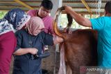 Dintan Mukomuko usulkan bantuan 60 sapi untuk peternak