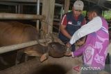Petugas Kesehatan Hewan (Keswan) memeriksa mulut ternak sapi di salah satu  usaha peternakan warga, desa Bak Dilip, kecamatan Montasik, Kabupaten Aceh Besar, Aceh, Rabu (29/11/2023). Pemerintah di daerah itu memperluas upaya vaksinasi dan pemeriksaan kesehatan  ternak dengan penyuntikan vitamin, antibiotik, radang dan pengobatan mata pada ternak sapi untuk pencegahan berbagai penyakit, termasuk penyakit mulut dan kuku (PMK) pasca ditemukan sebanyak 16 ekor sapi mati diduga akibat PMK . ANTARA FOTO/Ampelsa.