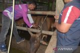 Petugas Kesehatan Hewan (Keswan) menyuntikan vaksin kepada ternak sapi di salah satu  usaha peternakan warga, desa Bak Dilip, kecamatan Montasik, Kabupaten Aceh Besar, Aceh, Rabu (29/11/2023). Pemerintah di daerah itu memperluas upaya vaksinasi dan pemeriksaan kesehatan  ternak dengan penyuntikan vitamin, antibiotik, radang dan pengobatan mata pada ternak sapi untuk pencegahan berbagai penyakit, termasuk penyakit mulut dan kuku (PMK) pasca ditemukan sebanyak 16 ekor sapi mati diduga akibat PMK . ANTARA FOTO/Ampelsa.