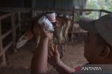 Petugas Kesehatan Hewan (Keswan) bersiap menyuntikan vaksin kepada ternak sapi di salah satu  usaha peternakan warga, desa Bak Dilip, kecamatan Montasik, Kabupaten Aceh Besar, Aceh, Rabu (29/11/2023). Pemerintah di daerah itu memperluas upaya vaksinasi dan pemeriksaan kesehatan  ternak dengan penyuntikan vitamin, antibiotik, radang dan pengobatan mata pada ternak sapi untuk pencegahan berbagai penyakit, termasuk penyakit mulut dan kuku (PMK) pasca ditemukan sebanyak 16 ekor sapi mati diduga akibat PMK . ANTARA FOTO/Ampelsa.