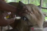 Petugas Kesehatan Hewan (Keswan) menyemprotkan cairan vaksin kepada mata ternak sapi yang terkena penyakit katarak di salah satu  usaha peternakan warga, desa Bak Dilip, kecamatan Montasik, Kabupaten Aceh Besar, Aceh, Rabu (29/11/2023). Pemerintah di daerah itu memperluas upaya vaksinasi dan pemeriksaan kesehatan  ternak dengan penyuntikan vitamin, antibiotik, radang dan pengobatan mata pada ternak sapi untuk pencegahan berbagai penyakit, termasuk penyakit mulut dan kuku (PMK) pasca ditemukan sebanyak 16 ekor sapi mati diduga akibat PMK . ANTARA FOTO/Ampelsa.