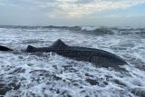 BKSDA: Seekor hiu tutul terdampar di Pantai Welahan Wetan  Cilacap