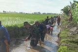 TNI bantu bersihkan irigasi persawahan masyarakat Polman