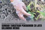 Dalam rangka net zero emissions Sumbar targetkan penanaman 20 juta kaliandra merah