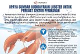 Upaya Sumbar budidayakan lobster untuk perkuat sektor perikanan