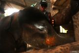 Tim medis satwa dan mahout Balai Konservasi Sumber Daya Alam (BKSDA) merawat anak gajah sumatera (Elephas maximus sumatranus) liar di klinik Pusat Latihan Gajah (PLG) Saree, Aceh Besar, Aceh, Sabtu (2/12/2023). Tim medis satwa BKSDA Aceh merawat intensif anak gajah sumatra liar dari Kabupaten Aceh Tengah yang berusia dibawah satu tahun itu karena mengalami masalah pada indra penglihatan. Antara Aceh/Irwansyah Putra