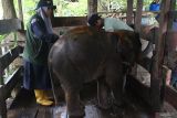 Tim medis satwa dan mahout Balai Konservasi Sumber Daya Alam (BKSDA) merawat anak gajah sumatera (Elephas maximus sumatranus) liar di klinik Pusat Latihan Gajah (PLG) Saree, Aceh Besar, Aceh, Sabtu (2/12/2023). Tim medis satwa BKSDA Aceh merawat intensif anak gajah sumatra liar dari Kabupaten Aceh Tengah yang berusia dibawah satu tahun itu karena mengalami masalah pada indra penglihatan. Antara Aceh/Irwansyah Putra