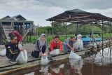 Dinas Perikanan tabur 14 ribu benih ikan di wilayah Danau Tundai