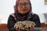 Pekerja memilah biji kopi di rumah Mancafe, Medan, Sumatera Utara, Senin (4/12/2023). Bebagai jenis kopi tersedia seperti kopi Luwak, Sidikalang, Mandailing, Gayo, Java, Toraja dan Bali dengan harga dari Rp75.000 ribu hingga Rp140.000 ribu.ANTARA FOTO/Yudi/