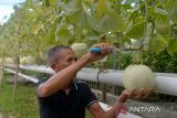 Warga memanen buah melon madu dengan sistem pertanian hidroponik pada lahan perkarangan rumah, di Banda Aceh, Aceh, Senin (4/12/2023).  Hasil panen buah melon  yang dijual seharga Rp25.000 per kilogram itu  dapat meningkatkan pendapatan perekonomian warga kota dan selain juga menjaga  ketahanan pangan berkelanjutan. ANTARA FOTO/Ampelsa.