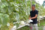 Warga memanen buah melon madu dengan sistem pertanian hidroponik pada lahan perkarangan rumah, di Banda Aceh, Aceh, Senin (4/12/2023).  Hasil panen buah melon  yang dijual seharga Rp25.000 per kilogram itu  dapat meningkatkan pendapatan perekonomian warga kota dan selain juga menjaga  ketahanan pangan berkelanjutan. ANTARA FOTO/Ampelsa.