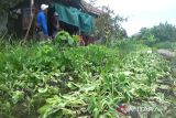 Petani di Sampit merugi akibat banjir