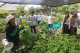 Petugas Yayasan KamiKita mengenalkan jenis tanaman kepada pelajar yang ditanam dengan sistem pertanian perkotaan (urban farming) di Banda Aceh, Aceh, Sabtu (9/12/2023). Pelatihan sistem urban farming bagi pelajar SMP se Kota Banda Aceh digelar dalam rangka memeriahkan HUT ke 86 Perum LKBN Antara sebagai upaya meningkatkan kesadaran sejak dini dalam menciptakan ketahanan pangan secara mandiri. ANTARA/Khalis Surry