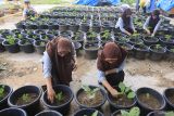 Pelajar merawat bibit tanaman yang ditanam oleh Yayasan KamiKita dengan sistem pertanian perkotaan (urban farming) di Banda Aceh, Aceh, Sabtu (9/12/2023). Pelatihan sistem urban farming bagi pelajar SMP se Kota Banda Aceh digelar dalam rangka memeriahkan HUT ke 86 Perum LKBN Antara sebagai upaya meningkatkan kesadaran sejak dini dalam menciptakan ketahanan pangan secara mandiri. ANTARA/Khalis Surry