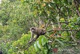 Kera Ekor Panjang (Macaca fascicularis) yang berkembang biak bertahun-tahun pada salah satu Situs Geopark Pegunungan Meratus untuk rute Barat di Pulau Kembang Alalak, Kabupaten Barito Kuala, Kalimantan Selatan. Minggu (10/12/2023).