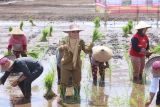 Pulang Pisau awali Gerakan Tanam Padi bagian penanganan inflasi di Kalteng