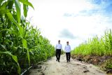 Mentan optimis lahan 600 Ha Food Estate di Gumas tertangani dengan baik