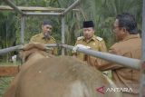 Persediaan daging aman di Agam jelang Natal-tahun baru