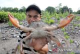 Warga mencari kepiting di kawasan mangrove Desa Simandulang, Kecamatan Kualuh Leidong, Kabupaten Labuhanbatu Utara, Sumatera Utara, Kamis (14/12/2023). Badan Restorasi Gambut dan Mangrove (BRGM) bekerja sama dengan Kelompok Tani Hutan (KTH) Bahagia Giat Bersama melakukan pelestarian mangrove seluas 25 hektare di kawasan tersebut dengan tujuan untuk perlindungan kawasan pesisir, pencegahan abrasi dan tempat hidup serta biota laut yang mampu menyediakan sumber makanan bagi spesies.ANTARA FOTO/Yudi/