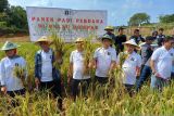 Gubernur Ansar panen perdana padi di atas lahan bekas bauksit Dompak