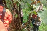 Dua petani ditangkap tanam ganja di kebun pisang